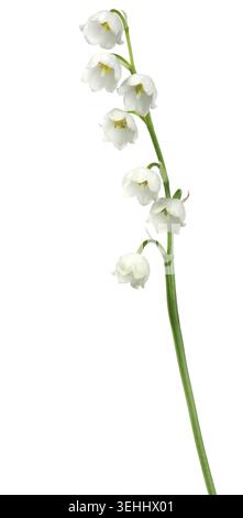 Le muguet - fleurs isolé sur fond blanc Banque D'Images