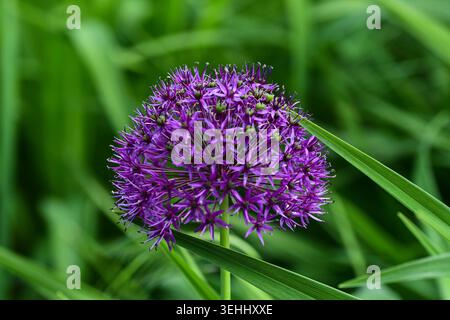 Potsdam, Allemagne, 16 mai 2026 — allium violet sur le Freundschaftsinsel, un jardin pérenne de style Foerster. Banque D'Images