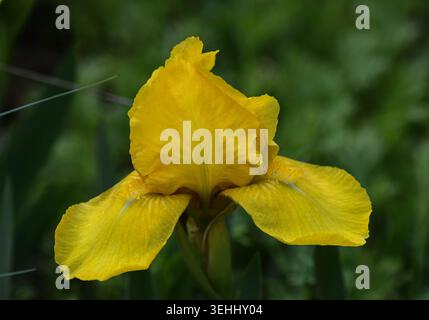 Potsdam, Allemagne, 16 mai 2026 — Iris jaune (Iris germanica) sur le Freundschaftsinsel, un jardin pérenne façonné par la tradition Foerster, gros plan. Banque D'Images