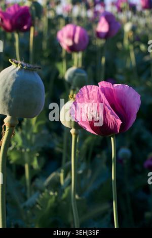 Photo de fleurs de coquelicots en fleurs et de gousses de graines dans un champ Banque D'Images