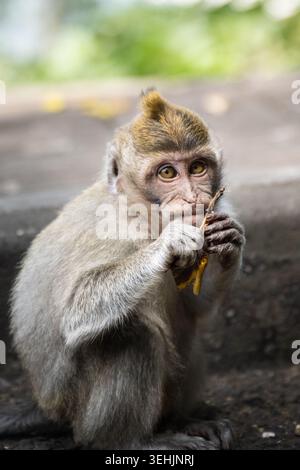 Curieux jeune macaque tenant de la nourriture dans un portrait en gros plan à Bali, Indonésie. Banque D'Images