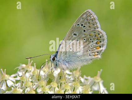 Papillon bleu commun sur fleur blanche avec fond vert Banque D'Images