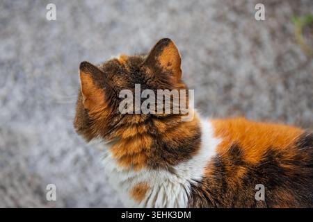 Photo macro descendante d'oreilles de chat en écaille de tortue en mettant l'accent sur la texture et la lumière extérieure douce Banque D'Images