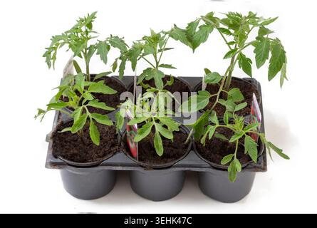 Six plants de tomates poussent dans des pots individuels en plastique noir maintenus dans un plateau de pépinière en plastique à six cellules. Banque D'Images