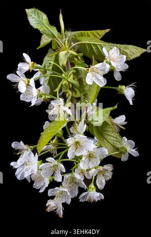 Une branche de cerise douce (Prunus avium) présente des fleurs blanches avec des étamines jaunes et des feuilles vertes dentelées sur un fond noir. Banque D'Images