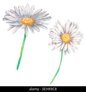 Illustration aquarelle de deux fleurs blanches Marguerites avec des centres jaunes sur des tiges vertes isolées sur fond blanc. Clipart botanique peint à la main pour Banque D'Images