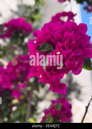 Belles fleurs magenta bougainvillea glabra en fleurs. Pétales floraux roses intenses avec des feuilles vertes, fond bokeh doux, plante tropicale exotique wa Banque D'Images