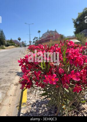 Belles fleurs magenta bougainvillea glabra en fleurs. Pétales floraux roses intenses avec des feuilles vertes, fond bokeh doux, plante tropicale exotique wa Banque D'Images