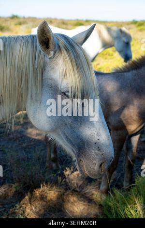 Les chevaux de Camargue, race semi-sauvage originaire de la Camargue, dans le sud de la France. Banque D'Images
