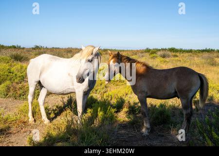 Les chevaux de Camargue, race semi-sauvage originaire de la Camargue, dans le sud de la France. Ces chevaux ont vécu dans les marécages marécageux du delta du Rhône f Banque D'Images