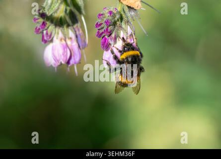 Gros plan d'un Bumblebee à queue blanche bagué se nourrissant d'une tête de fleur de consoude, utilisant son proboscis pour extraire le nectar, les abeilles volant le nectar Banque D'Images