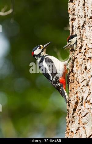 Grand pic tacheté Dendrocopos major, mâle adulte avec poussin émergeant du trou de nid, Suffolk, Angleterre, mai Banque D'Images
