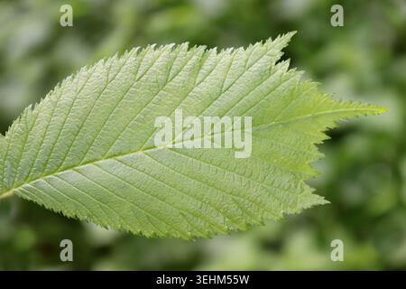 Feuille d'orme Wych - Ulmus glabra Banque D'Images