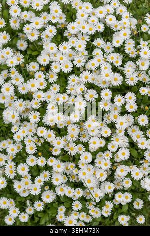 Vue de dessus de marguerites blanches entièrement florissantes remplissant tout le cadre à la lumière du jour naturelle, créant un fond floral frais de printemps et d'été. Banque D'Images