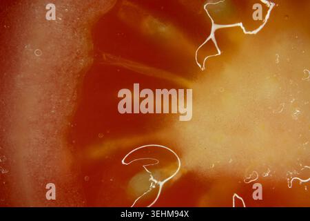 Tomate tranchée pour la préparation d'une salade gros plan au microscope Banque D'Images