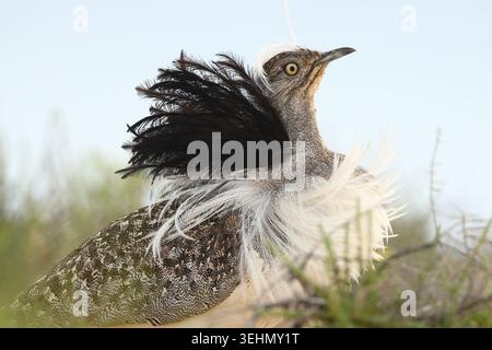 Gros plan d'une outarde houbara des Canaries exécutant un rituel de cour élaboré, avec des panaches noirs et blancs surélevés, dans un habitat aride de broussailles sous mou Banque D'Images