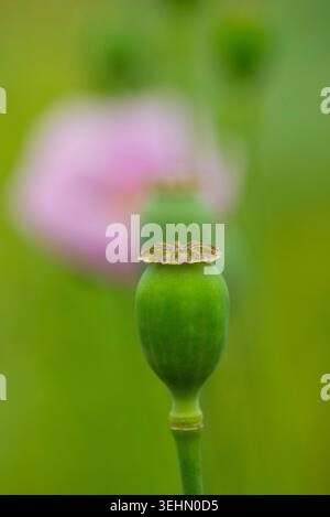 Gros plan d'une gousse de graines de pavot verte, Papaver somniferum, sur une tige mince, avec un bokeh doux et une fleur rose floue en arrière-plan, à l'extérieur en spr Banque D'Images