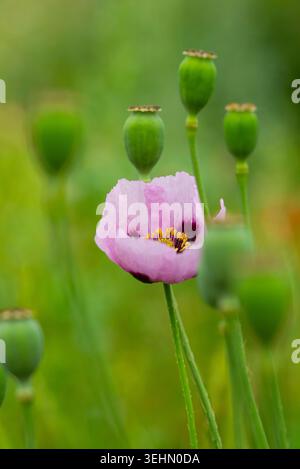 Gros plan doux d'un pavot somniferum papave rose pâle en fleurs, entouré de gousses et de tiges vertes, créant une serre de prairie naturelle calme Banque D'Images