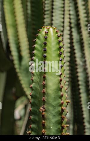 Gros plan détaillé d'une tige de cactus vert avec des côtes et de petites épines, photographiée à la lumière naturelle avec un fond flou doux, mettant en évidence le désert p Banque D'Images