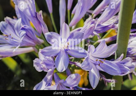 Gros plan du lis africain, Agapanthus, avec de douces fleurs en forme d'étoile violettes à la lumière du soleil, montrant des pétales délicats et des étamines sur un GA vert flou Banque D'Images