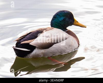 Un superbe canard mâle flotte paisiblement sur une surface d'eau calme, affichant un plumage vibrant. Parfait pour les amateurs de nature et les amateurs d'observation des oiseaux casquette Banque D'Images