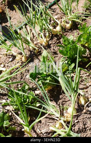 Gros plan de jeunes plants d'oignons et de laitues poussant dans un sol sec sous la lumière du soleil dans un lit de potager maison, montrant des feuilles vertes et se formant Banque D'Images