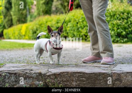 Petit chien blanc dans le parc profitant d'une promenade avec son propriétaire Banque D'Images