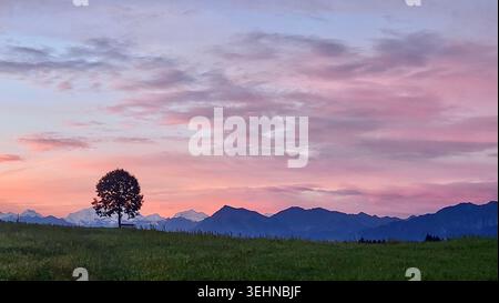 Lever de soleil rose doux magique avec arbre solitaire et montagnes enneigées au-dessus de l'horizon, Alpes suisses, Oberland bernois, Suisse Banque D'Images