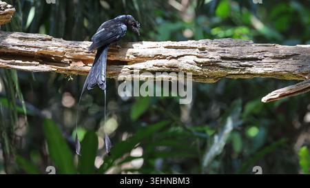 Grand Drongo à queue de raquette (Dicrurus paradiseus), oiseau du Vietnam Banque D'Images