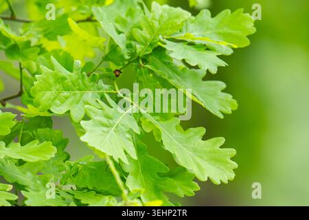 Feuilles vertes fraîches sur les branches d'un chêne proche du ciel en plein soleil. Le soin de la nature et de l'écologie, le respect de la Terre Banque D'Images