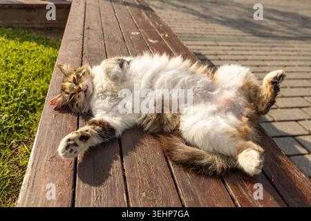 Chat errant mignon pelucheux dormant sur son dos sur un banc en bois à Istanbul, Turquie. Drôle chat de rue turc longhair ou kedi se relaxant au soleil. Banque D'Images