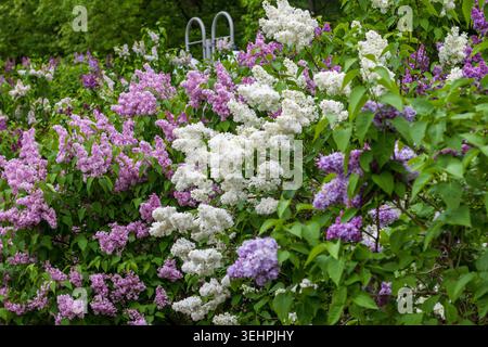 Haie d'arbuste de lilas éclatante printanière avec fleurs roses, violettes et blanches Banque D'Images