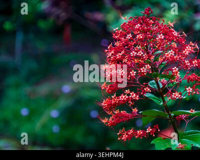 Belle fleur de pagode rouge tropicale Clerodendrum paniculatum, fleurs de Clerodendrum buchananii poussant en Amazonie, Colombie, Amérique du Sud Banque D'Images