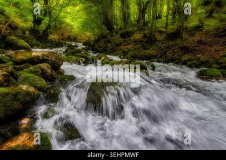 Ruisseau limpide près de la source de la rivière Željeznica en Bosnie-Herzégovine Banque D'Images