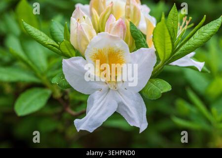 Gros plan macro de la fleur d'azalée occidentale fleurie avec Golden Flare Banque D'Images