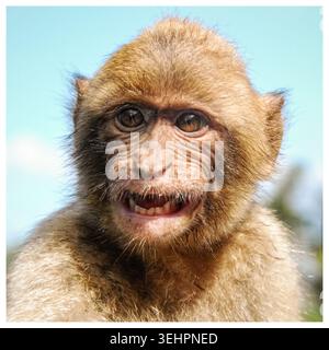 Portrait de macaque barbare sur Gibraltar Banque D'Images
