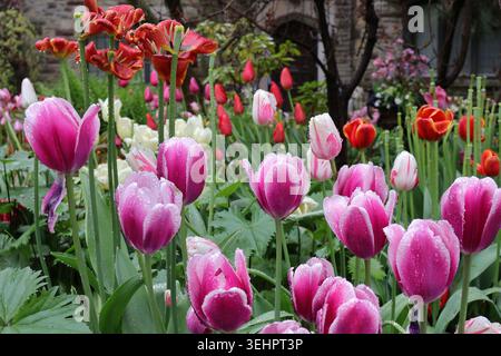 gros plan de tulipes recouvertes de gouttes de pluie Banque D'Images