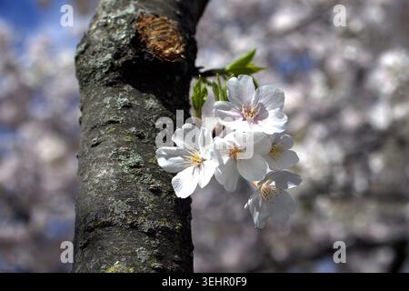 Un beau plan de fleurs de cerisier blanc (sakura) en pleine floraison, poussant directement à partir de l'écorce texturée d'un tronc d'arbre. Banque D'Images