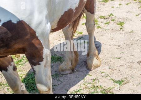 Gros plan des sabots et des jambes d'un cheval de peinture brune et blanche debout sur un sol sablonneux. détail équin, anatomie vétérinaire, animal de ranch. Banque D'Images