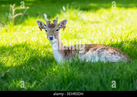 Cerf européen en jachère, avec de grands jolis yeux, isolé sur l'herbe verte. Buck mâle avec des bois qui repoussent après l'excrétion. Phoenix Park, Dublin, Irlande Banque D'Images