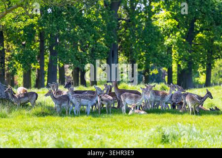 Groupe de cerfs européens en jachère à Phoenix Park, Dublin par jour ensoleillé. Troupeau sauvage 'Dama dama' à l'ombre de l'arbre sur des pâturages d'herbe luxuriants. Irlande Banque D'Images