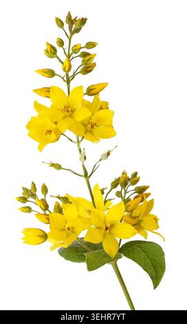 Fleurs jaunes de Lysimachia vulgaris isolées sur fond blanc, gros plan botanique avec fleurs détaillées, idéal pour la nature, les plantes et les fleurs d Banque D'Images