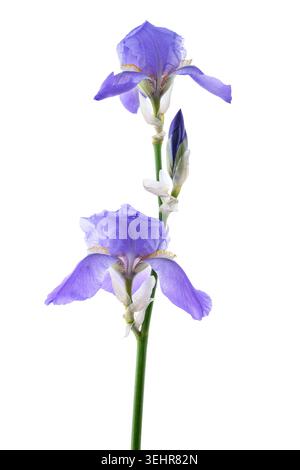 Gros plan d'une fleur d'iris douce isolée sur un fond blanc, fleur botanique élégante avec des pétales délicats et des détails floraux naturels, idéal pour de Banque D'Images