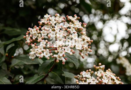 Gros plan de délicates fleurs de viburnum en pleine floraison au printemps, avec une lumière naturelle douce et un feuillage vert luxuriant en arrière-plan. Flore élégante Banque D'Images
