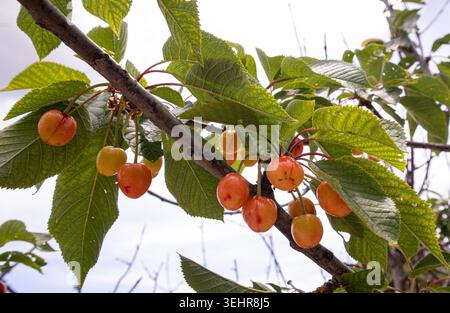 Les cerises douces jaunes et roses mûrissent sur une branche d'arbre avec des feuilles vertes. C'est la saison des récoltes de printemps, et les cerises sont prêtes à être cueillies. Banque D'Images