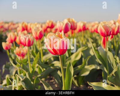 Belles tulipes rouges et jaunes poussant dans un grand champ pendant la lumière du soleil de l'heure d'or Banque D'Images