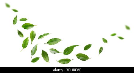 Feuilles vert vif volant dans l'air sur fond blanc Banque D'Images