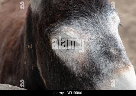 Profil latéral détaillé de l'œil d'un âne et de la fourrure altérée, capturant une expression calme Banque D'Images