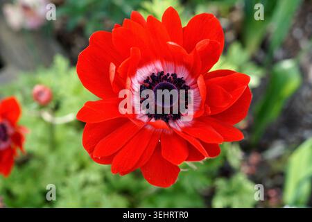 Gros plan d'une fleur de coronaire d'anémone rouge, souvent connue sous le nom d'anémone du coquelicot ou de Windflower au printemps Banque D'Images