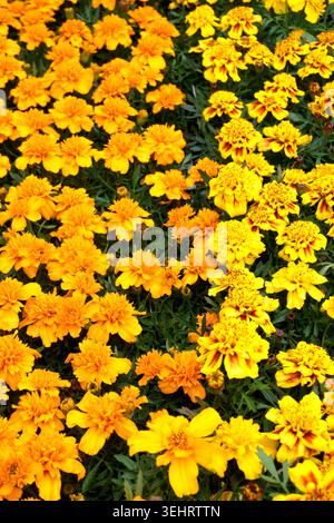 Gros plan de soucis orange et jaunes en pot au printemps, fond floral Banque D'Images